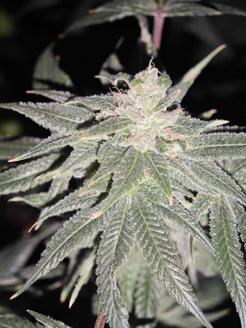 Franco-Lemon-Banana. Week 15
