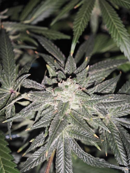 Franco-Lemon-Banana. Week 15