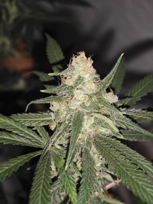 Franco-Lemon-Banana. Week 15
