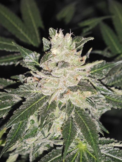 Franco-Lemon-Banana. Week 15