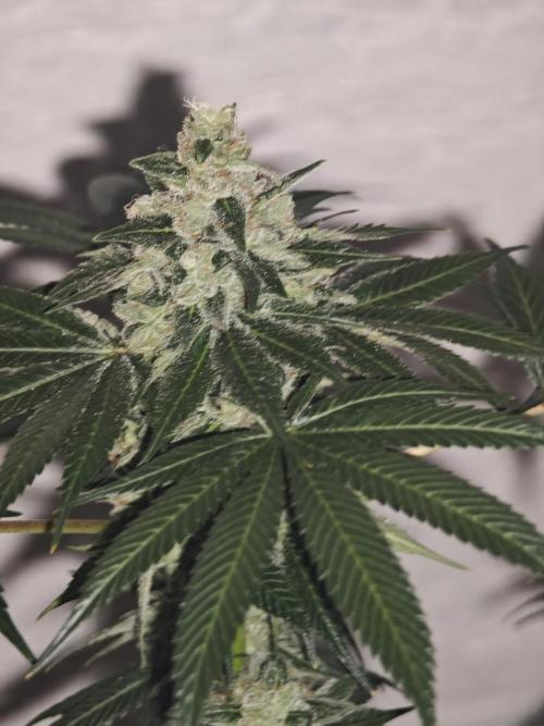 Franco-Lemon-Banana. Week 15