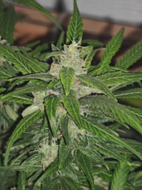 Franco-Lemon-Banana. Week 15