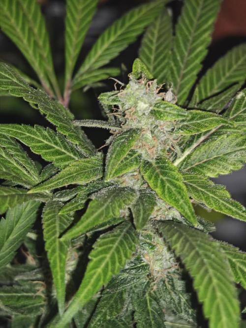 Franco-Lemon-Banana. Week 15