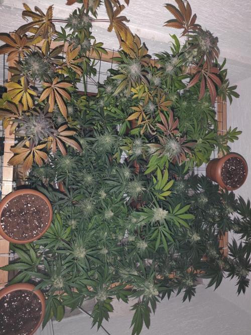 Franco-Lemon-Banana. Week 15