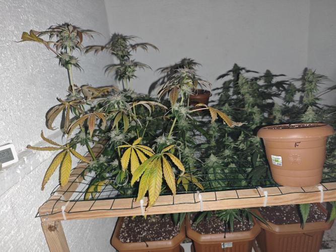 Franco-Lemon-Banana. Week 15