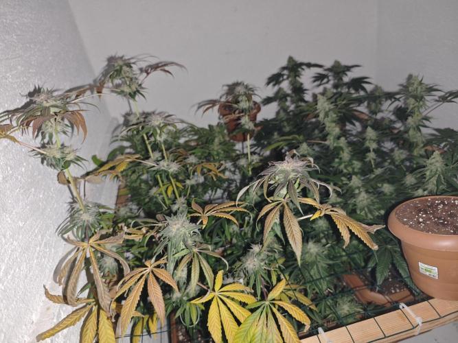 Franco-Lemon-Banana. Week 15
