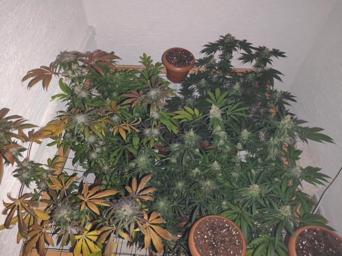 Franco-Lemon-Banana. Week 15
