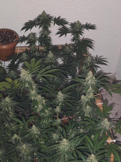 Franco-Lemon-Banana. Week 15