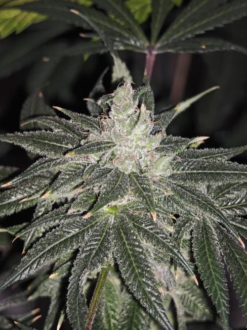 Franco-Lemon-Banana. Week 16