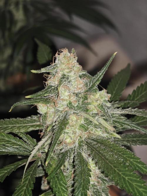 Franco-Lemon-Banana. Week 16
