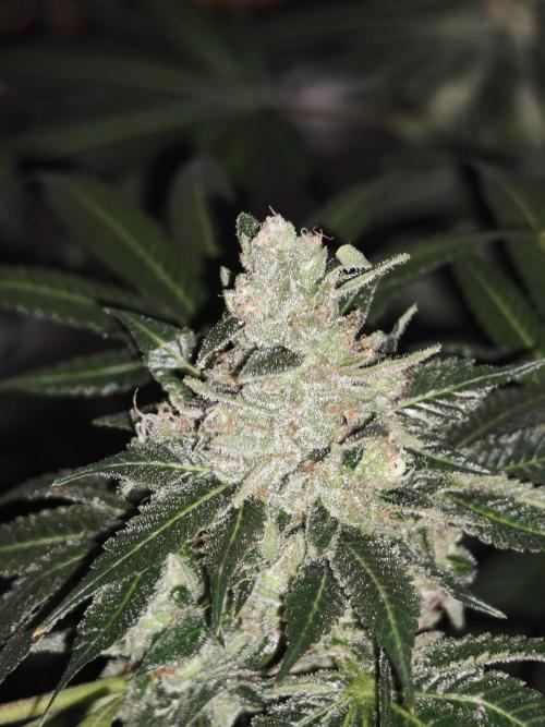 Franco-Lemon-Banana. Week 16