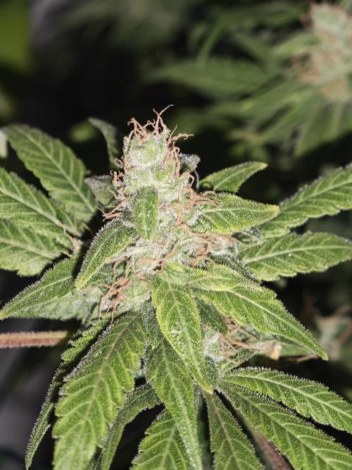 Franco-Lemon-Banana. Week 16