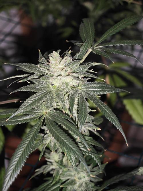 Franco-Lemon-Banana. Week 16