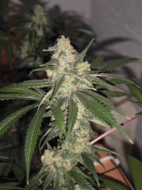 Franco-Lemon-Banana. Week 16