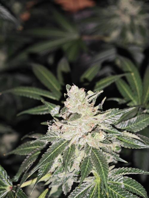 Franco-Lemon-Banana. Week 16