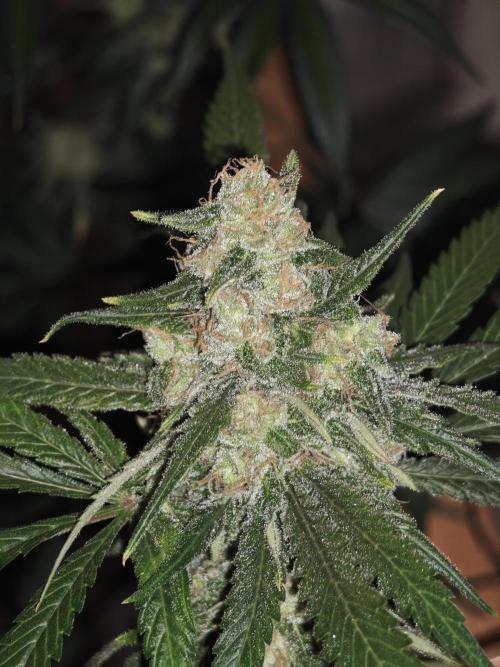 Franco-Lemon-Banana. Week 16