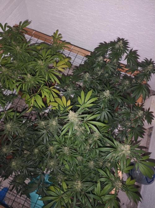 Franco-Lemon-Banana. Week 16