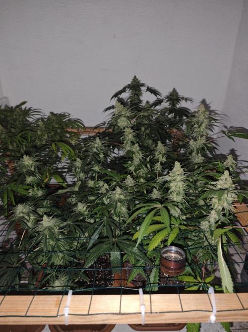 Franco-Lemon-Banana. Week 16