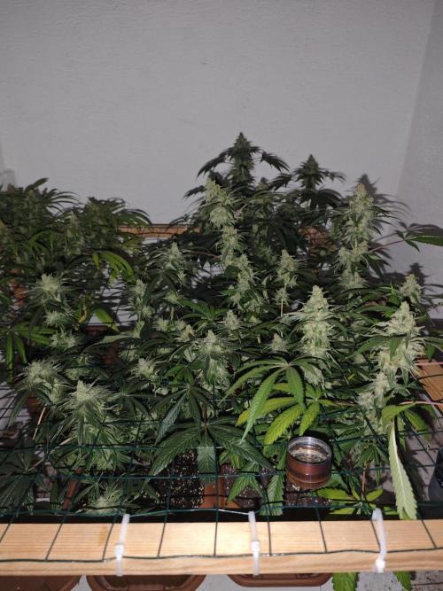 Franco-Lemon-Banana. Week 16