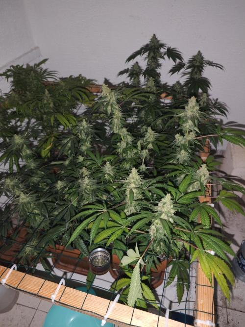 Franco-Lemon-Banana. Week 16