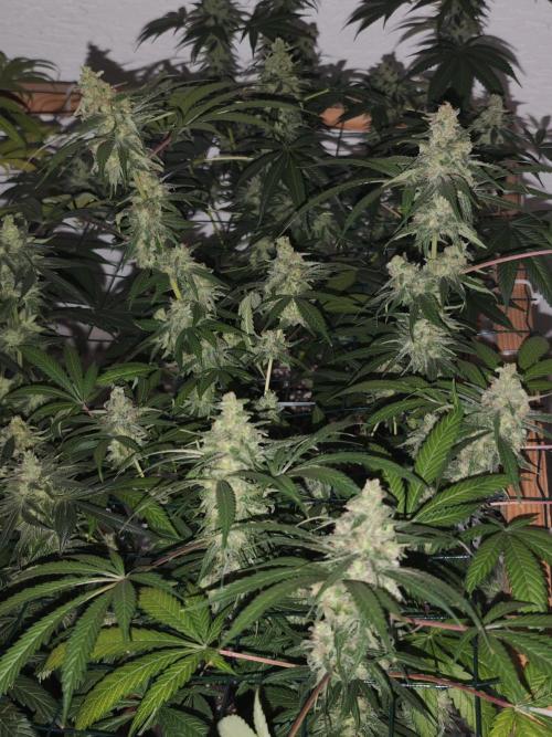 Franco-Lemon-Banana. Week 16