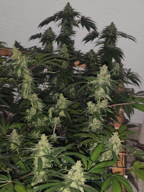 Franco-Lemon-Banana. Week 16