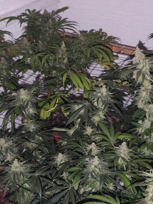 Franco-Lemon-Banana. Week 16