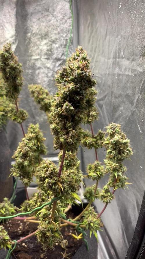 Fastbuds gorilla z wedding glue