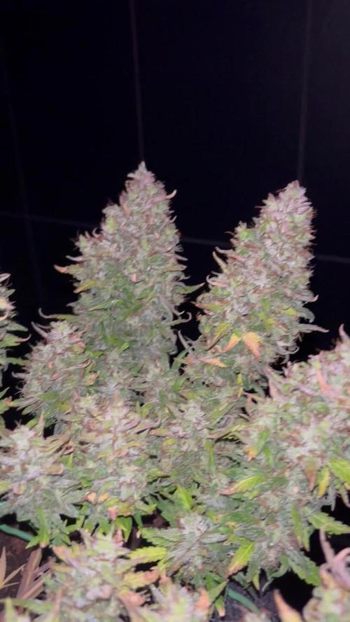 Fastbuds gorilla z wedding glue