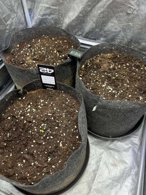 Guava auto RF3 fast buds. Week 0