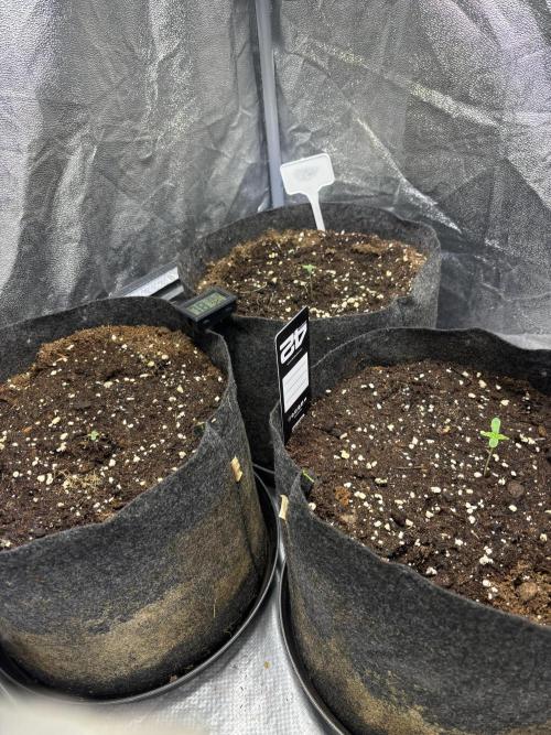 Guava auto RF3 fast buds. Week 0