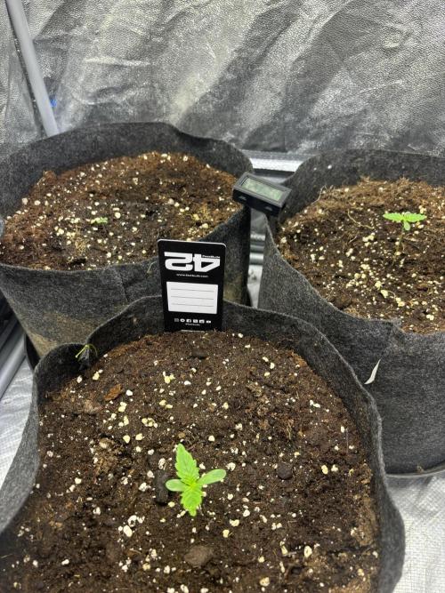 Guava auto RF3 fast buds. Week 1
