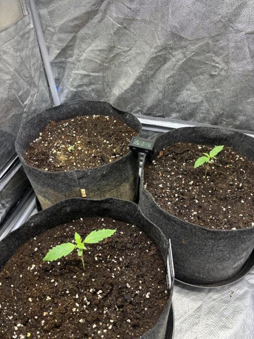 Guava auto RF3 fast buds. Week 1