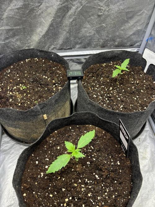 Guava auto RF3 fast buds. Week 1
