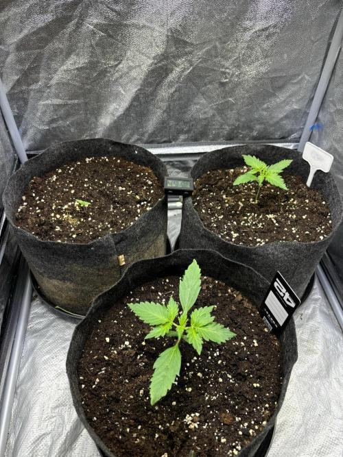 Guava auto RF3 fast buds. Week 2