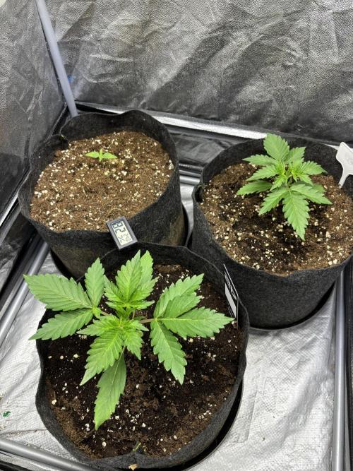 Guava auto RF3 fast buds. Week 2