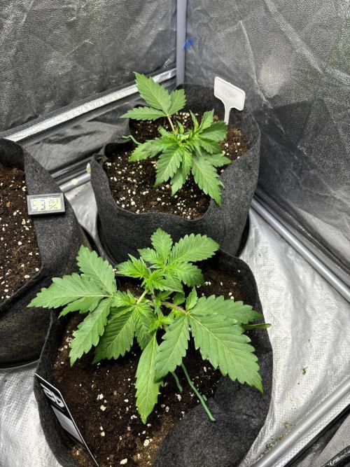 Guava auto RF3 fast buds. Week 2