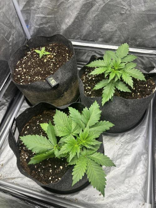 Guava auto RF3 fast buds. Week 3