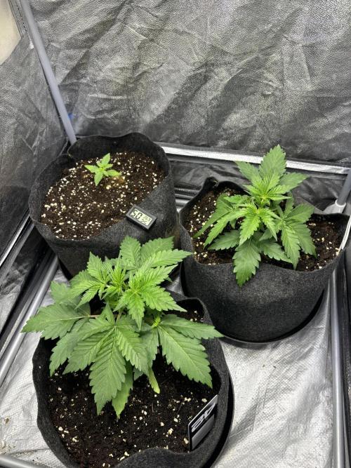 Guava auto RF3 fast buds. Week 3
