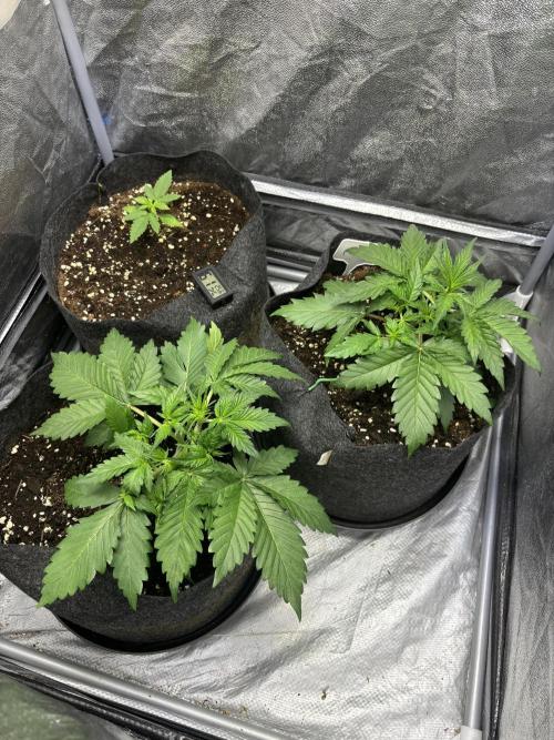 Guava auto RF3 fast buds. Week 3