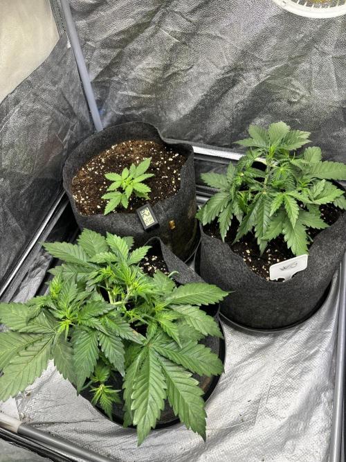 Guava auto RF3 fast buds. Week 3