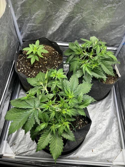 Guava auto RF3 fast buds. Week 4