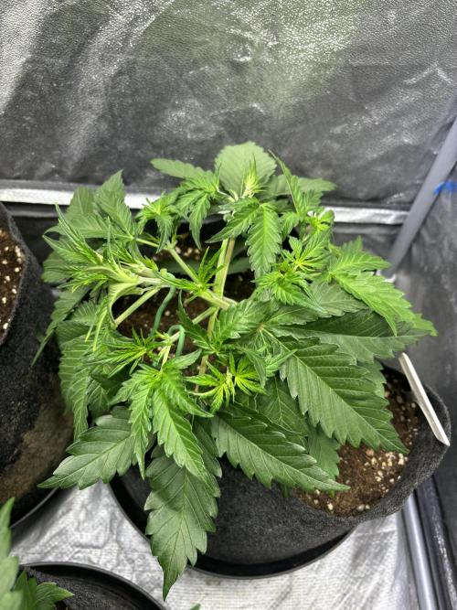 Guava auto RF3 fast buds. Week 4