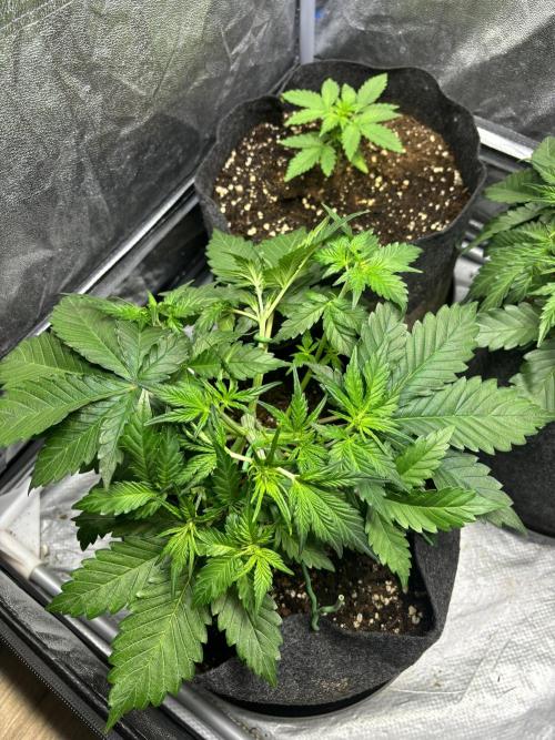 Guava auto RF3 fast buds. Week 4