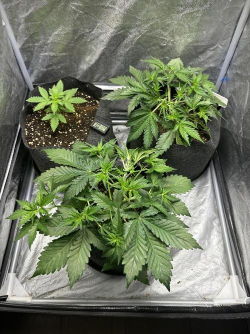 Guava auto RF3 fast buds. Week 4