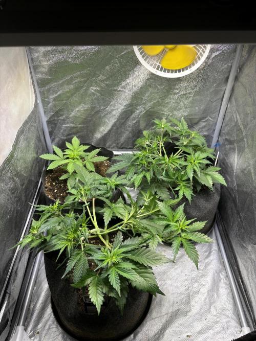 Guava auto RF3 fast buds. Week 4