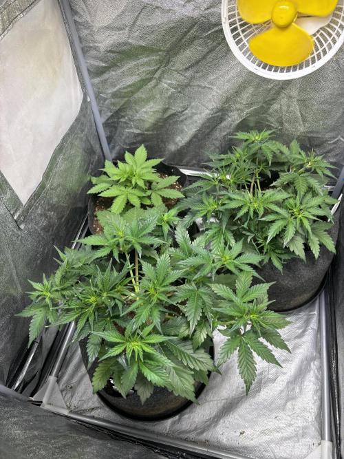 Guava auto RF3 fast buds. Week 4