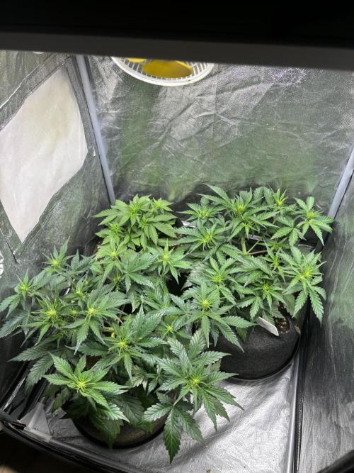 Guava auto RF3 and frostbanger fast buds. Week 5