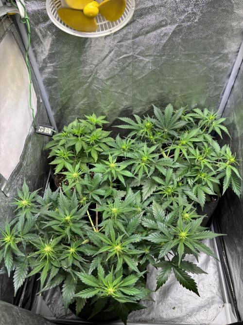 Guava auto RF3 and frostbanger fast buds. Week 5