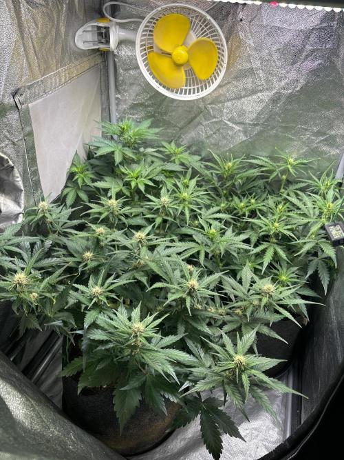 Guava auto RF3 and frostbanger fast buds. Week 5